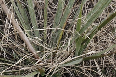 Yucca necopina