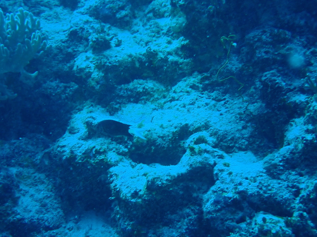Black Chromis