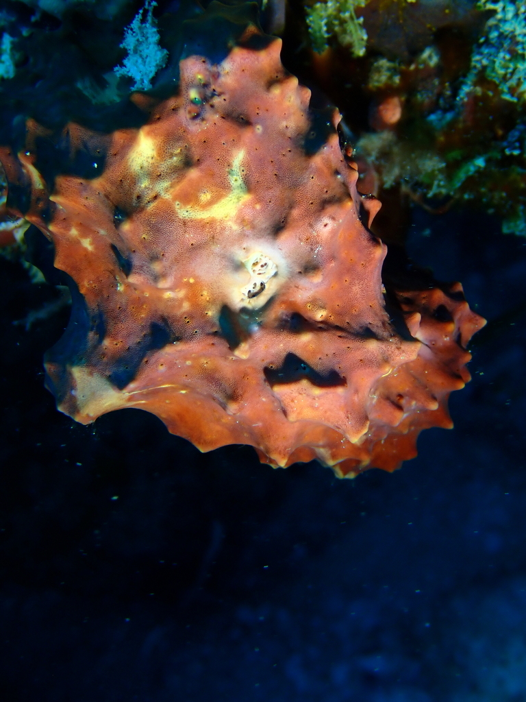 Aplysinellidae
