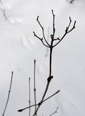Viburnum acerifolium