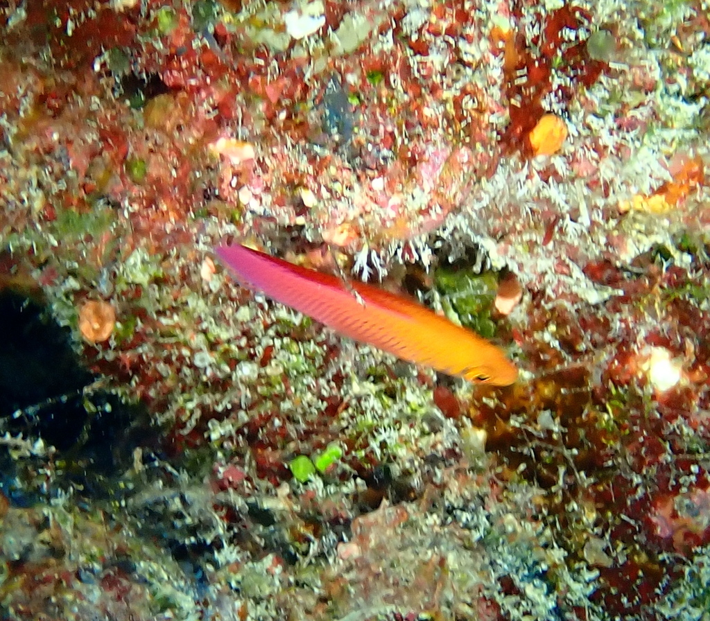 Oblique-lined Dottyback