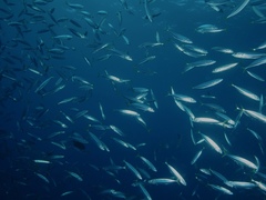 Decapterus macarellus