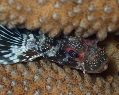 Dendrochirus barberi