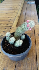 Mammillaria