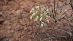 Pelargonium luteolum