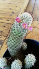 Mammillaria