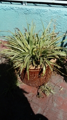 Chlorophytum comosum