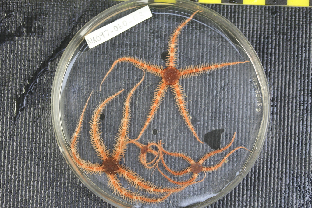 Brittle star (OTU EO01) (Seamounts of Canada's Large Offshore Pacific