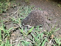 Atelerix albiventris