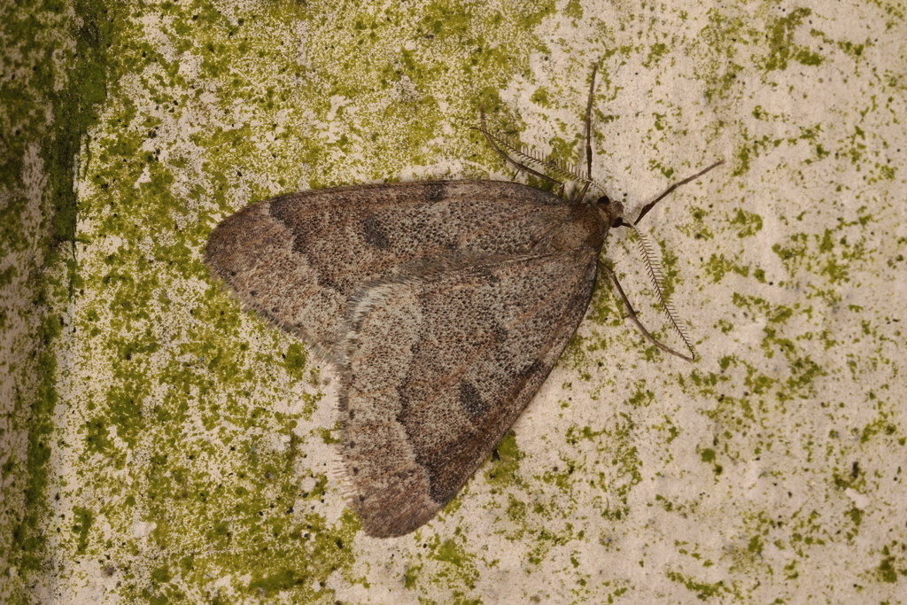 Theria rupicapraria