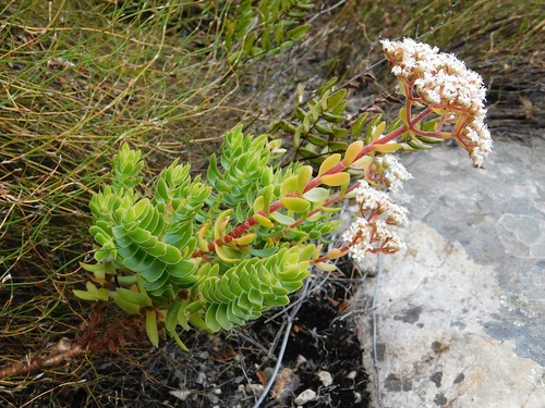 Crassula undulata