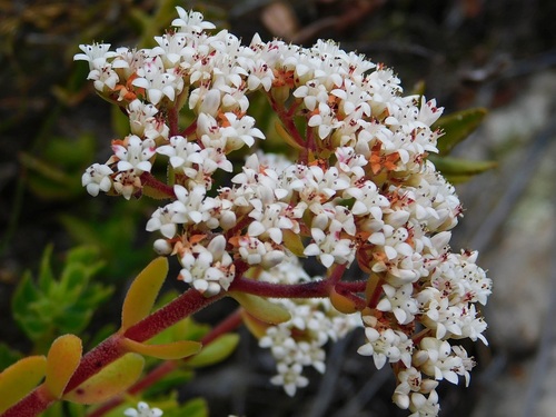 Crassula undulata