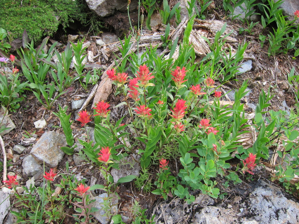 Giant Red Indian Paintbrush From Whatcom County Wa Usa On July