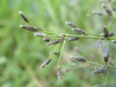 Scirpus radicans