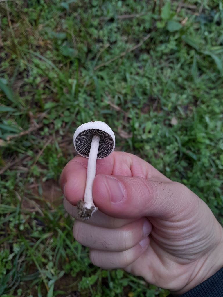 Panaeolus antillarum · July 2023 · photo: © demianlescano (iNaturalist, cc0)