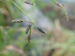 Scirpus radicans