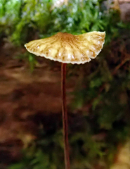 Crinipellis procera image