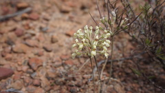 Pelargonium luteolum