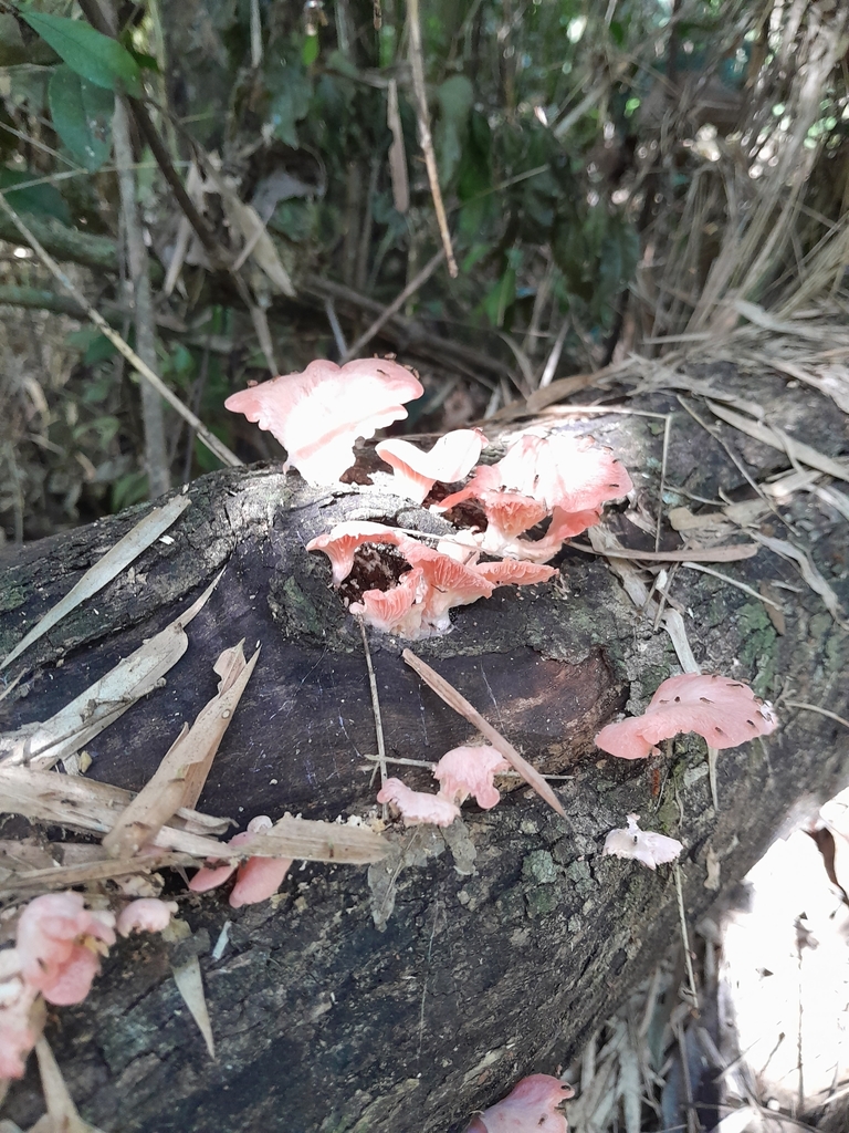 Pleurotus djamor · July 2023 · photo: © demianlescano (iNaturalist, cc0)