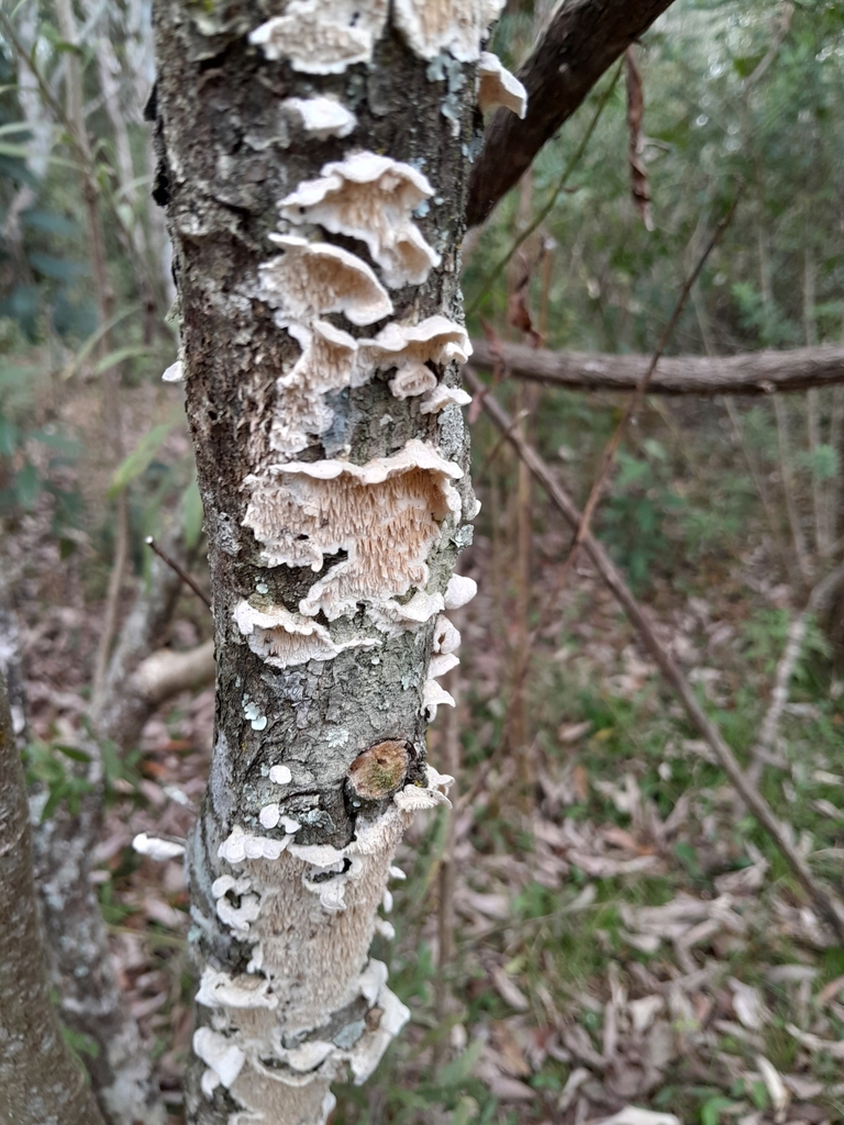 Irpex lacteus · July 2023 · photo: © demianlescano (iNaturalist, cc0)