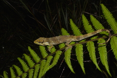 Anolis heterodermus