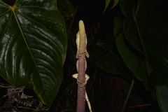 Anolis heterodermus
