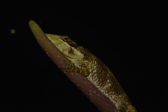 Anolis heterodermus