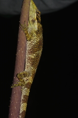 Anolis heterodermus