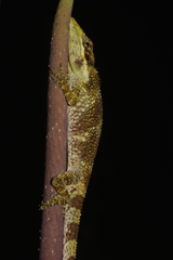 Anolis heterodermus