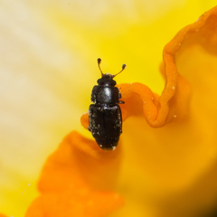 Carpophilus brachypterus