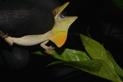 Anolis heterodermus