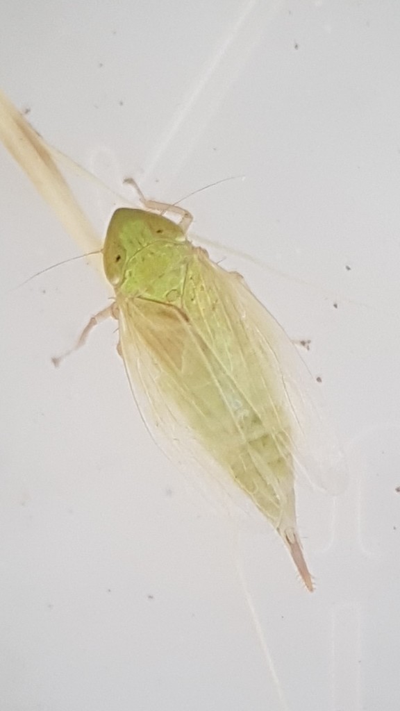 Stirellus fatigandus