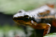 Leucostethus fraterdanieli