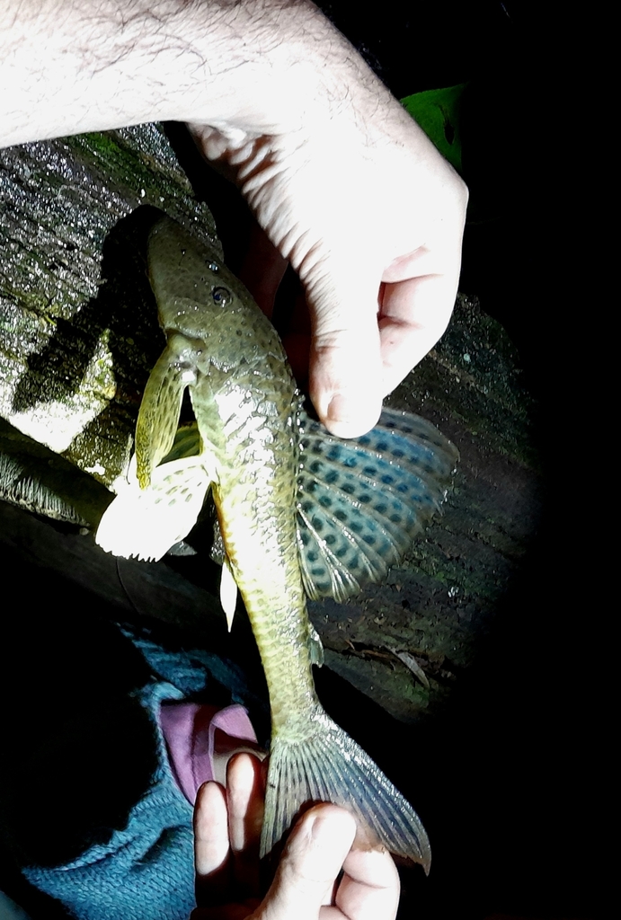 Hypostomus derbyi
