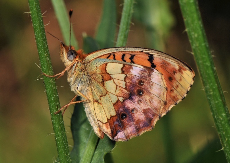 Marbled Fritillary