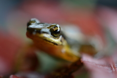 Leucostethus fraterdanieli