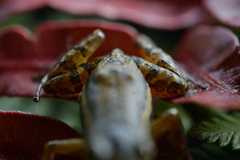 Leucostethus fraterdanieli