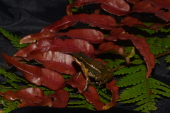 Leucostethus fraterdanieli