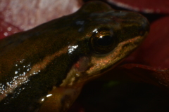 Leucostethus fraterdanieli