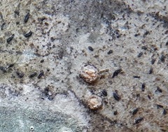 Alyxoria varia