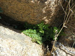 Asplenium obovatum obovatum