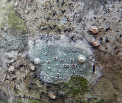 Alyxoria varia