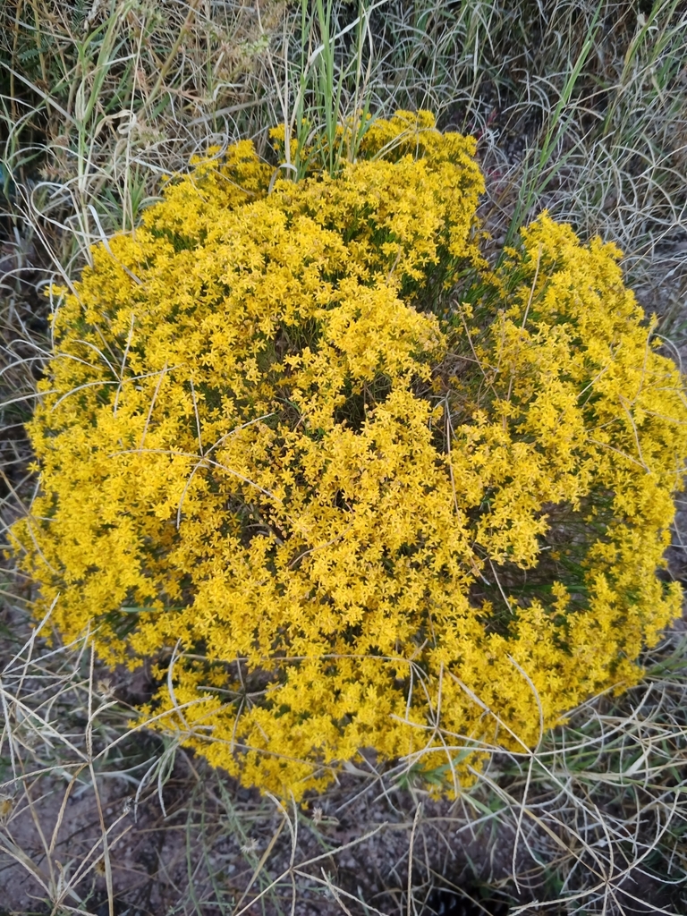 Broom Snakeweed from Centro, 31850 Casas Grandes, Chih., México on ...