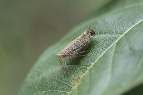 Zophiuma pupillata observed 2023-07-09
