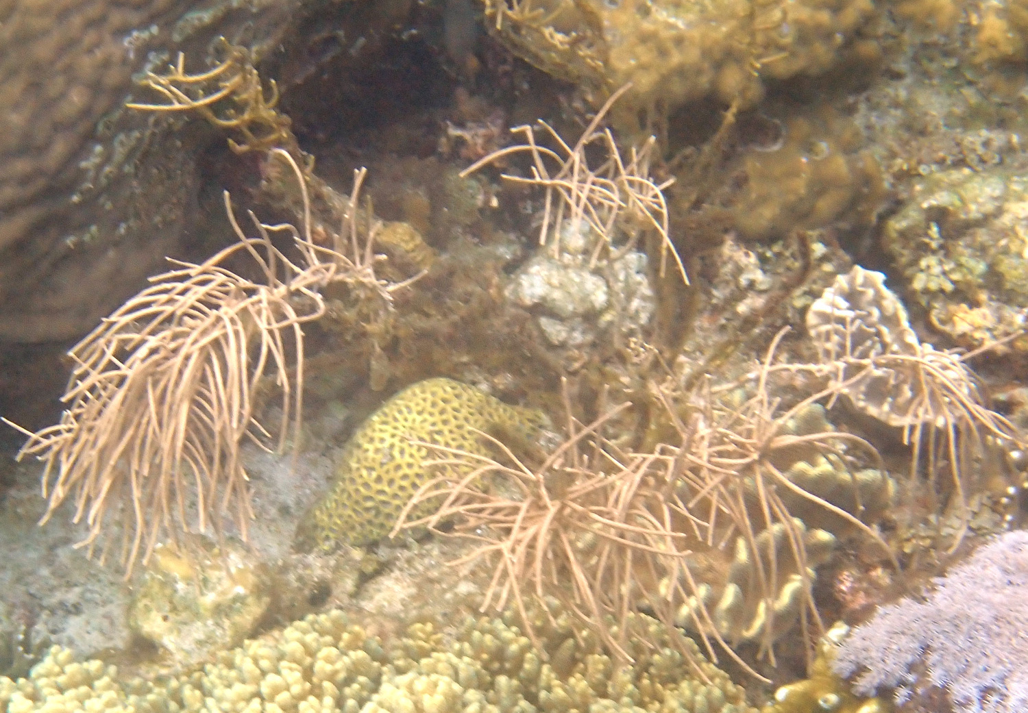 Pinnigorgia flava (Nutting, 1910)