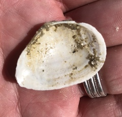 Austromacoma constricta