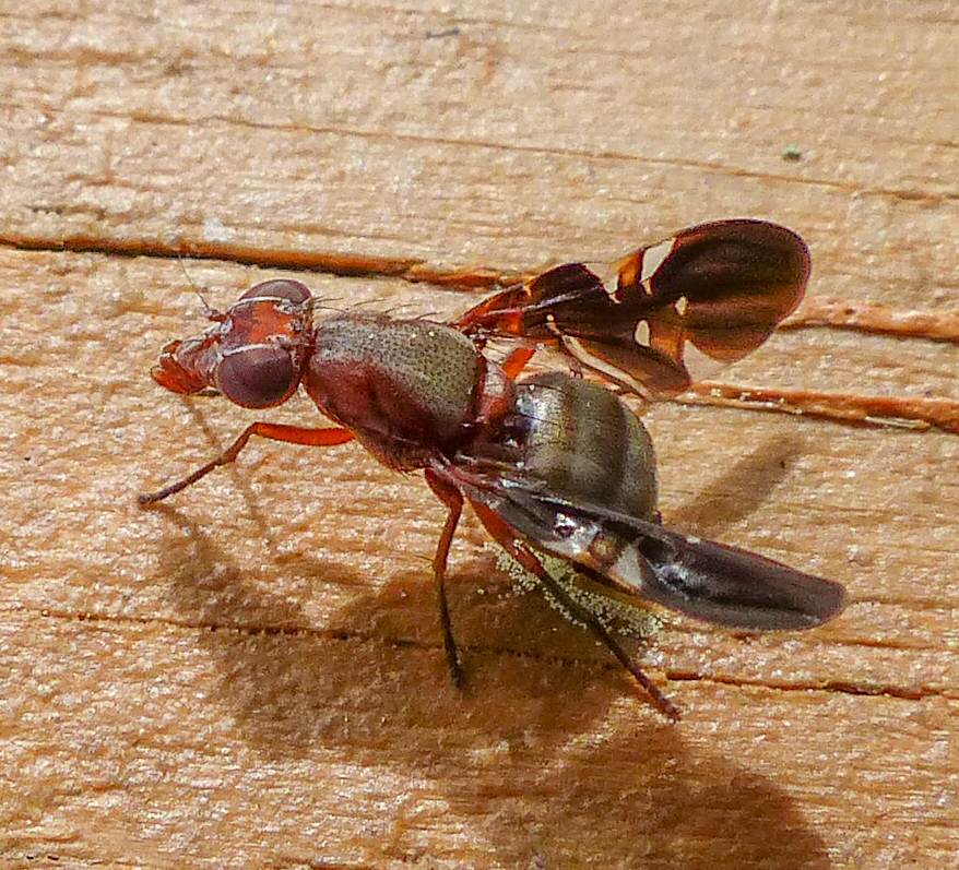 Winged Fly Common Picture-winged Fly from Knox, Albany County, NY, USA on June 10 ...