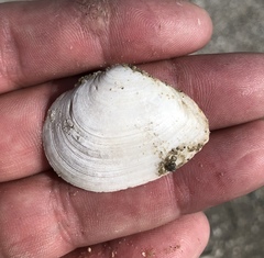 Austromacoma constricta