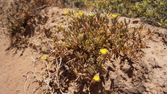 Malephora latipetala