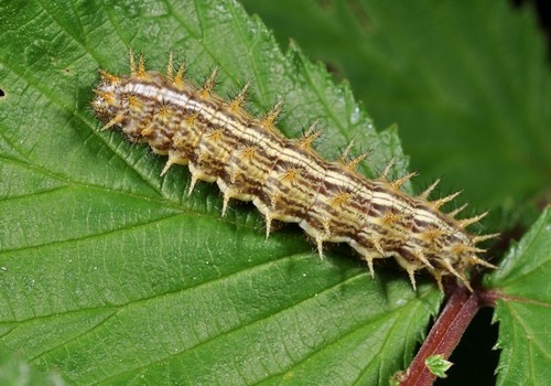 Lesser Marbled Fritillary
